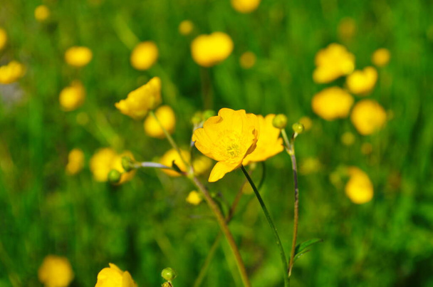Sárga virágok ág zöld fű háttér. Ranunculus acris, rét-boglárka, magas boglárka, közönséges boglárka, óriás boglárka. - Fotó, kép