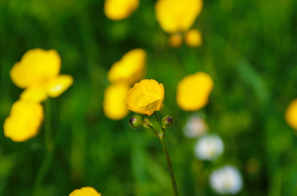 Gelbe Blumen verzweigen sich auf grünem Grashintergrund. Ranunculus acris, Hahnenfuß, Hahnenfuß, Hahnenfuß, Riesen-Hahnenfuß. - Foto, Bild