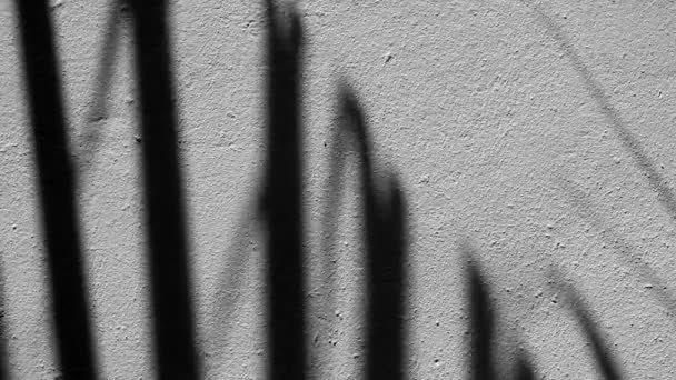 Belleza abstracta en la naturaleza. Abanico chino palmera hojas sombras balanceándose en el viento reflejado en la superficie de la pared de hormigón
. - Metraje, vídeo