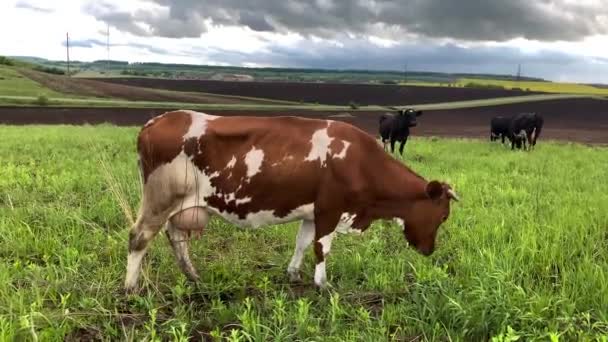 Las vacas pastan en un campo verde sobre un fondo de hermoso cielo
. - Metraje, vídeo