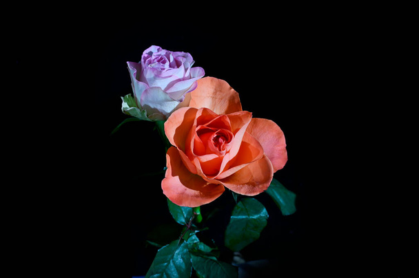 Amazing tender flowers isolated on black background - Foto, afbeelding