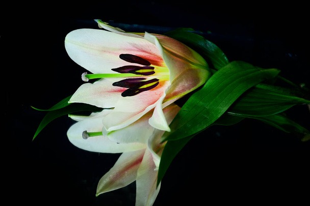piękny kwiat lilii z odbiciem na ciemnym tle, koncepcja latem, widok z bliska   - Zdjęcie, obraz