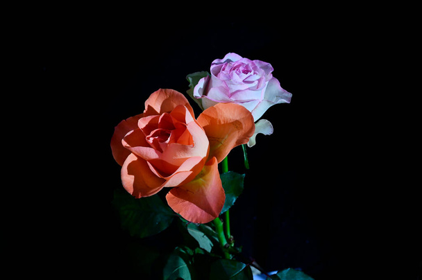 Amazing tender flowers isolated on black background - Foto, Imagem
