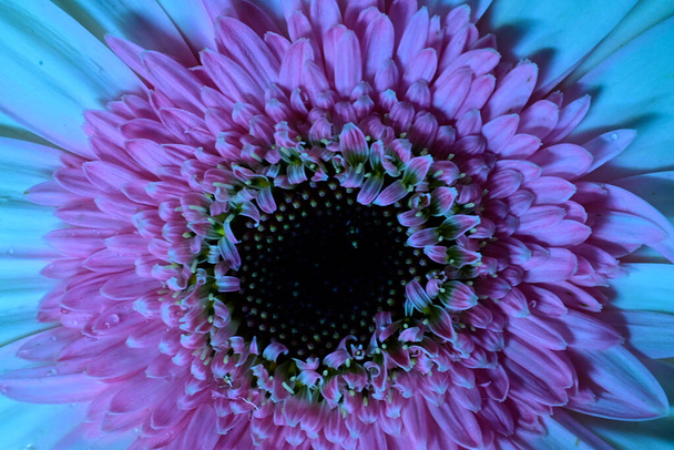 flores gerberas en fondo oscuro - Foto, Imagen