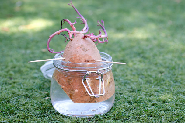 Crescer batata-doce desliza em um jarro de água
 - Foto, Imagem