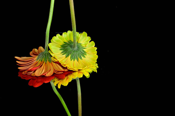 beautiful gerbera flowers with reflections on dark background, summer concept, close view   - Foto, imagen