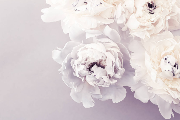 Blooming peony flowers as floral art on violet background, wedding decor and luxury branding - Foto, imagen