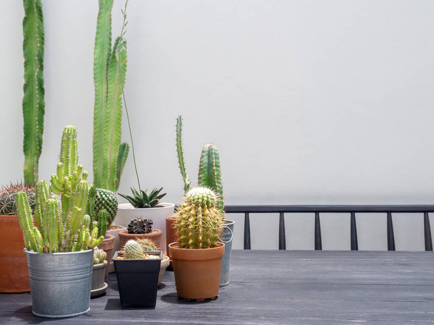 Various green cactus plants in pots on wooden table on white wall background, outdoor with copy space. - Foto, imagen