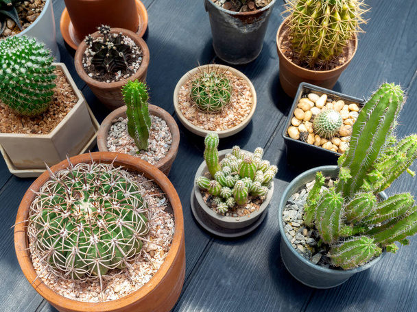 Various green cactus plants in pots on dark wooden table background, top view. - Fotó, kép