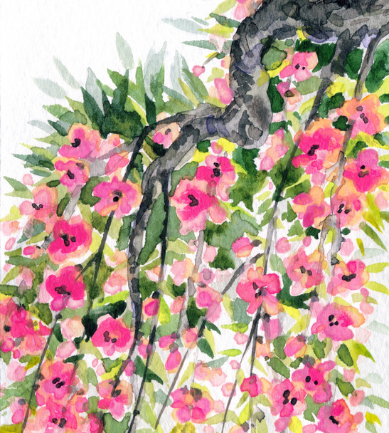 Watercolor background. Spring blooming of an old tree - 写真・画像