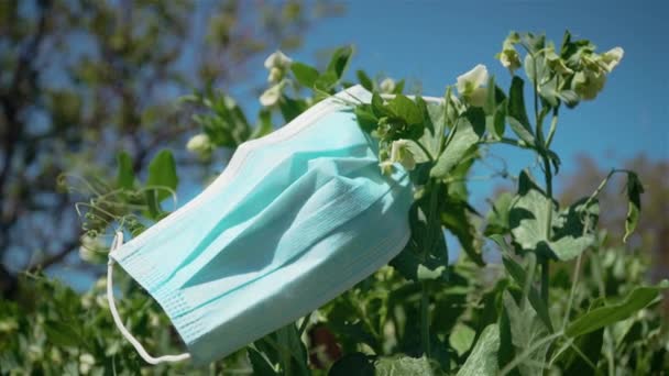 Großaufnahme ausrangierter Mundschutz auf Erbsenpflanze im Feld - Filmmaterial, Video
