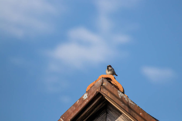 Воробей сидит на крыше
 - Фото, изображение