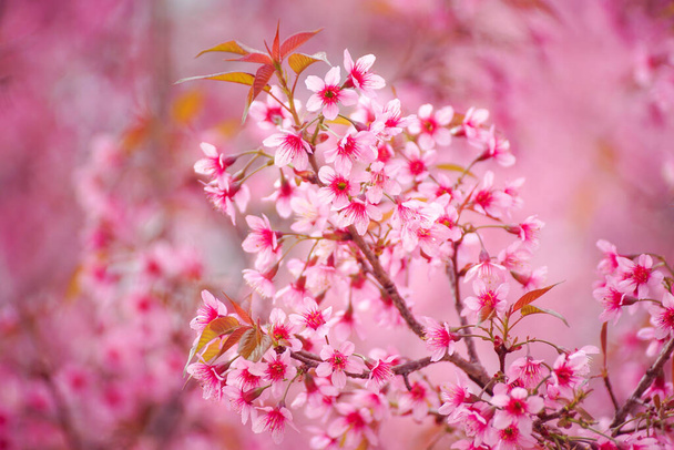 Primer plano de flores de cerezo del Himalaya salvaje o Sakura - Foto, imagen