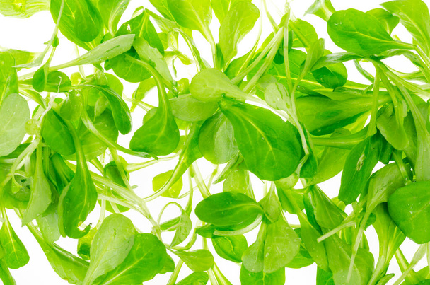 Foglie verdi di insalata di mais isolate su sfondo bianco. Studio Foto
 - Foto, immagini