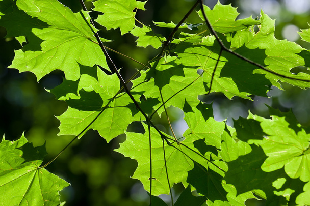Leaves background - Фото, зображення