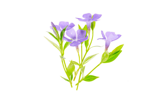 Small pastel lilac flowers isolated on white background. Studio Photo - Photo, Image