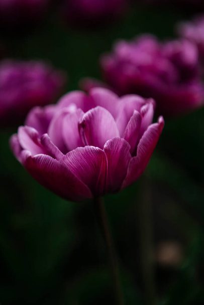 purple tulips in the garden - Фото, зображення