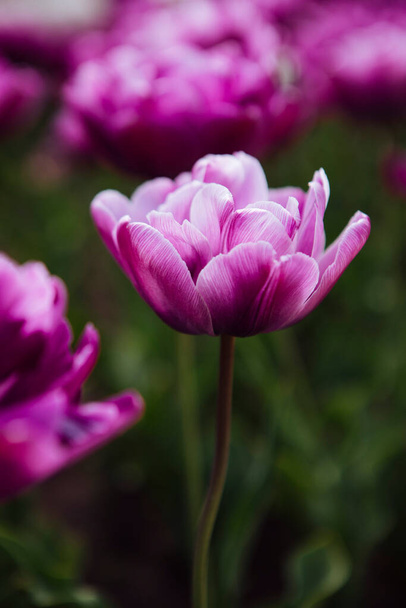 pink tulip in the garden - Фото, зображення