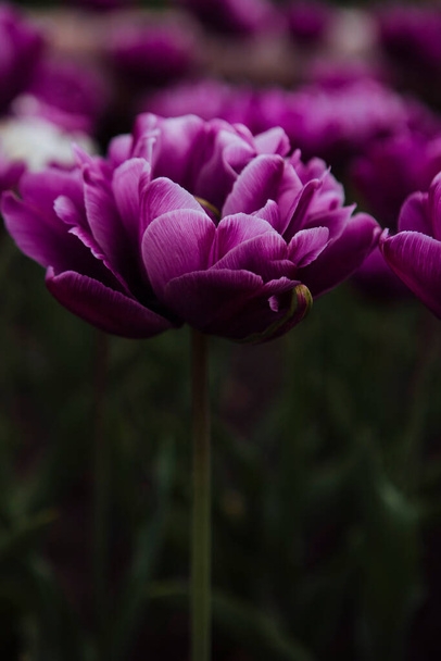 purple tulips in the garden - Foto, afbeelding