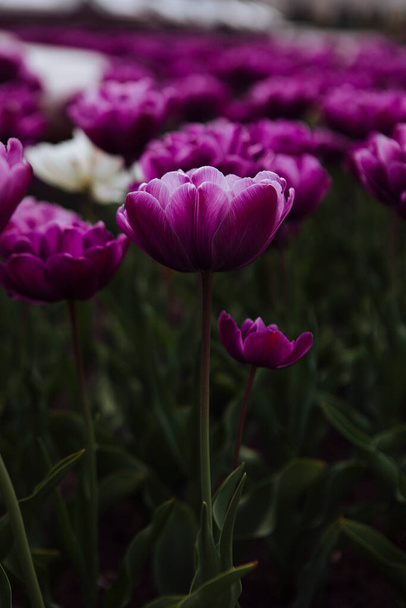purple tulips in the garden - Foto, Imagem