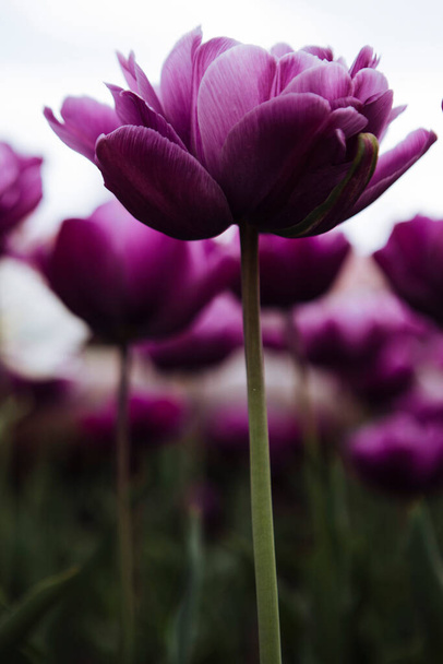 purple tulips in the garden - Foto, imagen