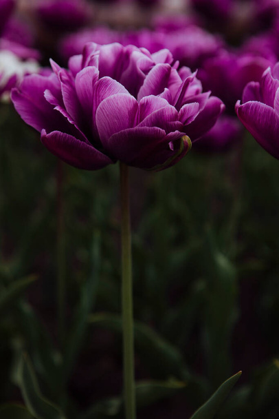 purple tulips in the garden - Foto, Imagen