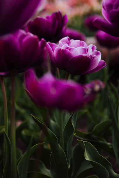 purple tulips in the garden - Φωτογραφία, εικόνα