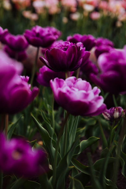 purple tulips in the garden - Zdjęcie, obraz