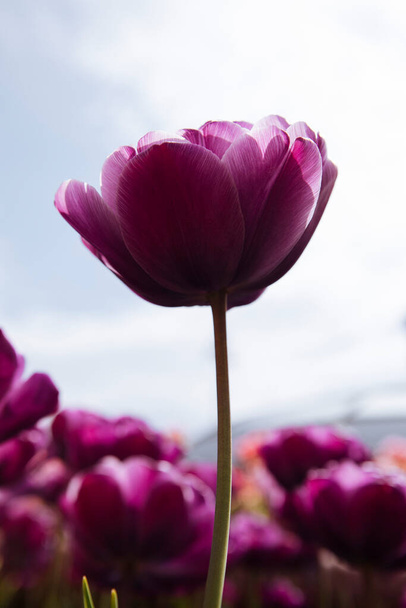 purple tulips in the garden - Foto, Bild