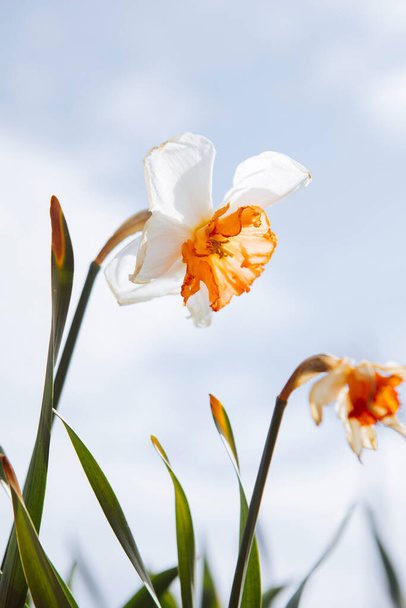 Narcissis flowers on blue sky isolation - Foto, afbeelding