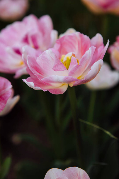 pink tulips in the garden - Foto, immagini