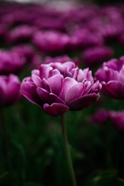 purple tulips in the garden - Foto, Imagen