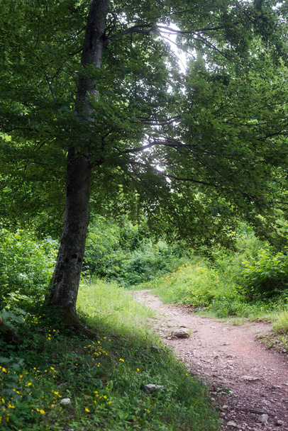 vista del sendero en la montaña con hermosos árboles
 - Foto, imagen