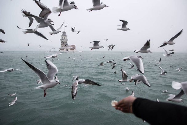 Maiden's Tower (Kiz Kulesi) winter with snow and there are seagull birds around, from Istanbul, Turkey - Photo, Image