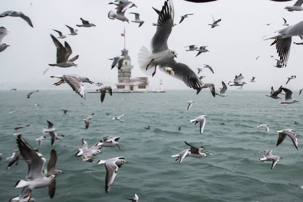 Bakire Kulesi (Kiz Kulesi) kışın karla kaplı ve İstanbul, Türkiye 'den martı kuşları var. - Fotoğraf, Görsel
