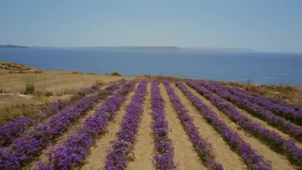 Вид с воздуха на поле из фиолетовых, фиолетовых цветов и голубое море и небо. Камера, назад.
 - Кадры, видео