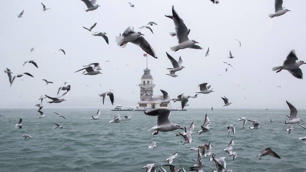 Torre de Donzela (Kiz Kulesi) inverno com neve e há aves gaivotas ao redor, de Istambul, Turquia
 - Foto, Imagem