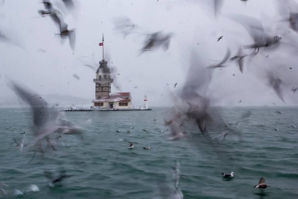 Вежа Діви (Кіз Кулесі) зима з снігом і навколо є чайні птахи, зі Стамбула, Туреччина. - Фото, зображення