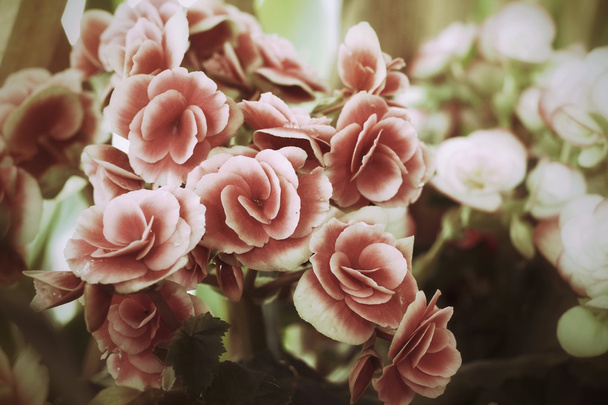 Begonia flowers - Photo, Image
