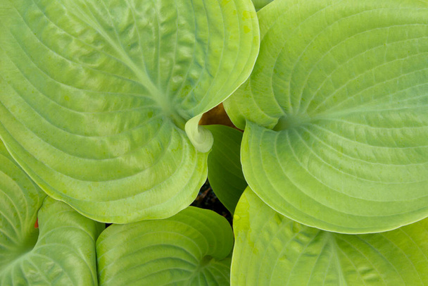 Vibrant vert hosta laisse plein cadre close-up
 - Photo, image