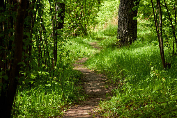 Picturesque landscape, path for walks in nature. Juicy green grass - Foto, afbeelding
