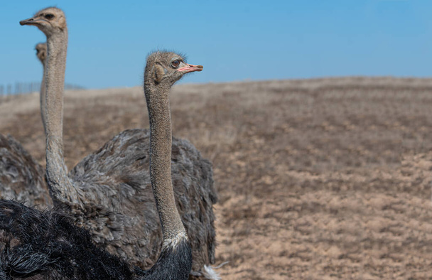 Close up portret van struisvogel poseren in het veld - Foto, afbeelding