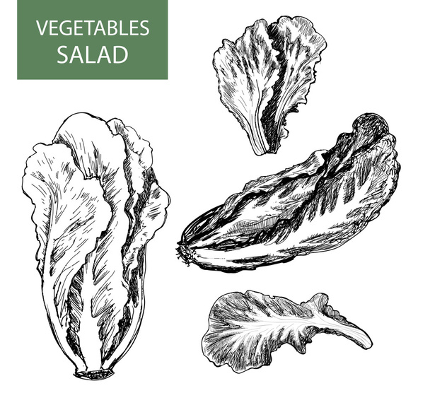 Salade - set vectorillustraties - Vector, afbeelding