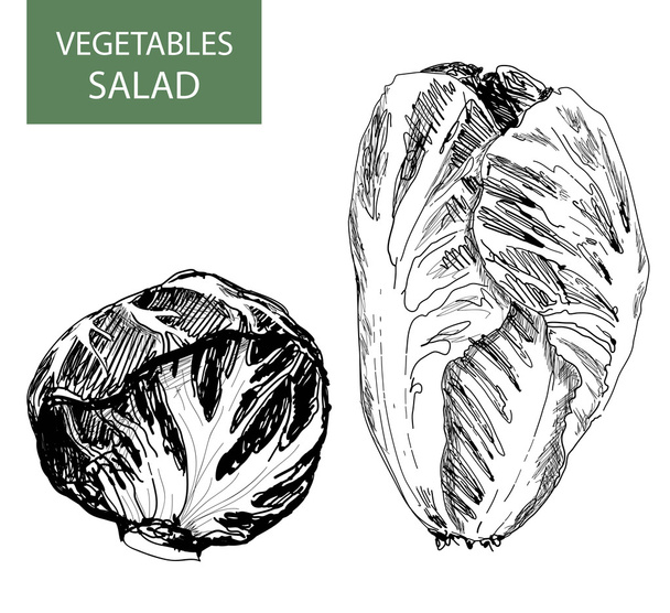 Salaatti - vektoriesimerkki - Vektori, kuva