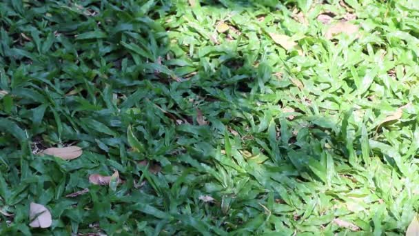 Krása přírody. Pohled na stín stromu houpající se na zemi pokryté nízko rostoucí tropickou kobercovou trávou. - Záběry, video