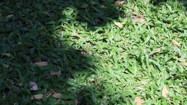 Schoonheid van de natuur. Zicht op boomschaduw zwaaiend op land bedekt met laaggroeiend tropisch tapijt gras. - Video