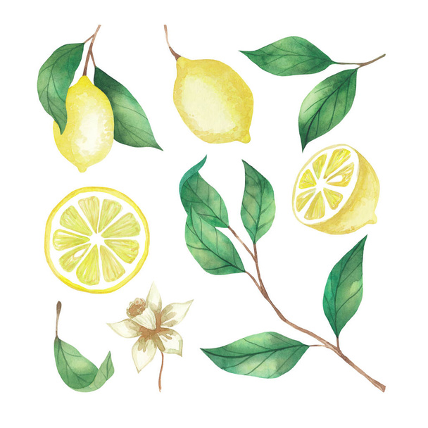 Watercolor set of lemons, lemon slices and twigs isolated on a white background - Valokuva, kuva