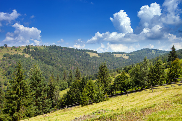 vuoristo maisema metsä ja puut - Valokuva, kuva