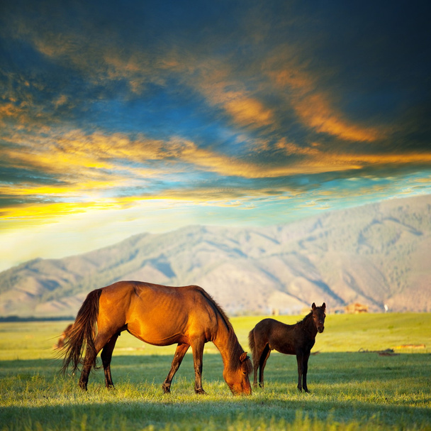 Paarden - Foto, afbeelding