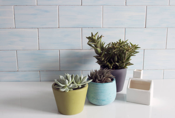 Macetas de cactus en colores dirrentes sobre una mesa blanca y pared azul cerámica en fondo
. - Foto, imagen
